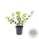 Lonicera fragrantissima GM C1.3