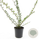 Lonicera pileata GM C1.3