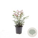 Nandina d. Obsessed GM C1.3