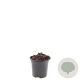 Paeonia (LD) 'Sarah Bernhardt' GM C1.3