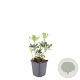 Pachysandra term. 'Variegata' GM P9