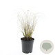 Pennisetum al. 'Hameln' GM C1.3