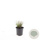 Pennisetum al. 'Hameln' GM C1.3