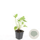 Persicaria amplexicaulis GM P9