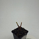 Persicaria amplexicaulis GM P9