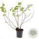 Physocarpus capitatus 'Tilden Park' GM C1.3