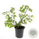 Physocarpus capitatus 'Tilden Park' GM C1.3