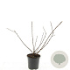 Physocarpus capitatus 'Tilden Park' GM C1.3