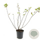 Physocarpus capitatus 'Tilden Park' GM C1.3