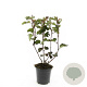 Physocarpus opulif. 'Red Baron' GM C1.3