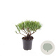 Pinus mugo mugo GM C1.3