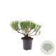 Pinus mugo pumilio GM C1.3