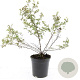Potentilla f. 'Abbotswood' GM C1.3