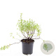 Potentilla f. 'Blink' GM C1.3