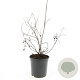 Potentilla f. 'Goldfinger' GM C1.3