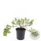 Potentilla f. 'Goldstar' GM C1.3
