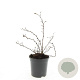 Potentilla f. 'Goldstar' GM C1.3