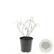 Potentilla f. 'Limelight' GM C1.3