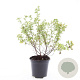 Potentilla f. 'Limelight' GM C1.3