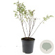 Potentilla f. 'Maanelys' GM C1.3