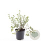 Potentilla f. 'Primrose Beauty' GM C1.3