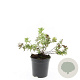 Potentilla f. 'Primrose Beauty' GM C1.3
