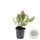 Potentilla f. 'Red Ace' GM C1.3