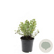 Potentilla f. 'Red Ace' GM C1.3