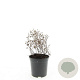 Potentilla f. 'Red Ace' GM C1.3