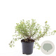 Potentilla f. 'Tangerine' GM C1.3