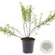 Potentilla f. 'Tangerine' GM C1.3