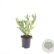 Prunus pumila depressa GM C1.3