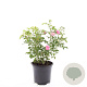 Rosa (P) 'The Fairy' GM C1.3
