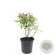Rosa (P) 'The Fairy' GM C1.3