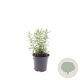 Rosmarinus officinalis GM C1.3