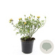 Rosa (P) Yellow Fairy GM C1.3