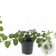 Rubus tricolor GM C1.3