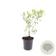 Salix gracilistyla 'Mt. Aso' GM C1.3