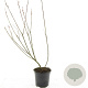 Salix gracilistyla 'Mt. Aso' GM C1.3