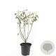 Salix gracilistyla 'Mt. Aso' GM C1.3