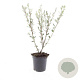 Salix repens GM C1.3