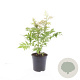 Sorbaria sorbif. 'Sem' GM C1.3