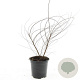 Spiraea arguta GM C1.3