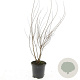 Spiraea billardii GM C1.3