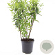 Spiraea billardii GM C1.3