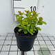 Spiraea betulifolia 'Tor Gold' GM C1.3