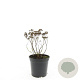 Spiraea jap. 'Albiflora' GM C1.3