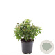 Spiraea jap. 'Albiflora' GM C1.3