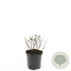 Spiraea jap. 'Albiflora' GM C1.3