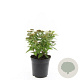 Spiraea jap. 'Albiflora' GM C1.3